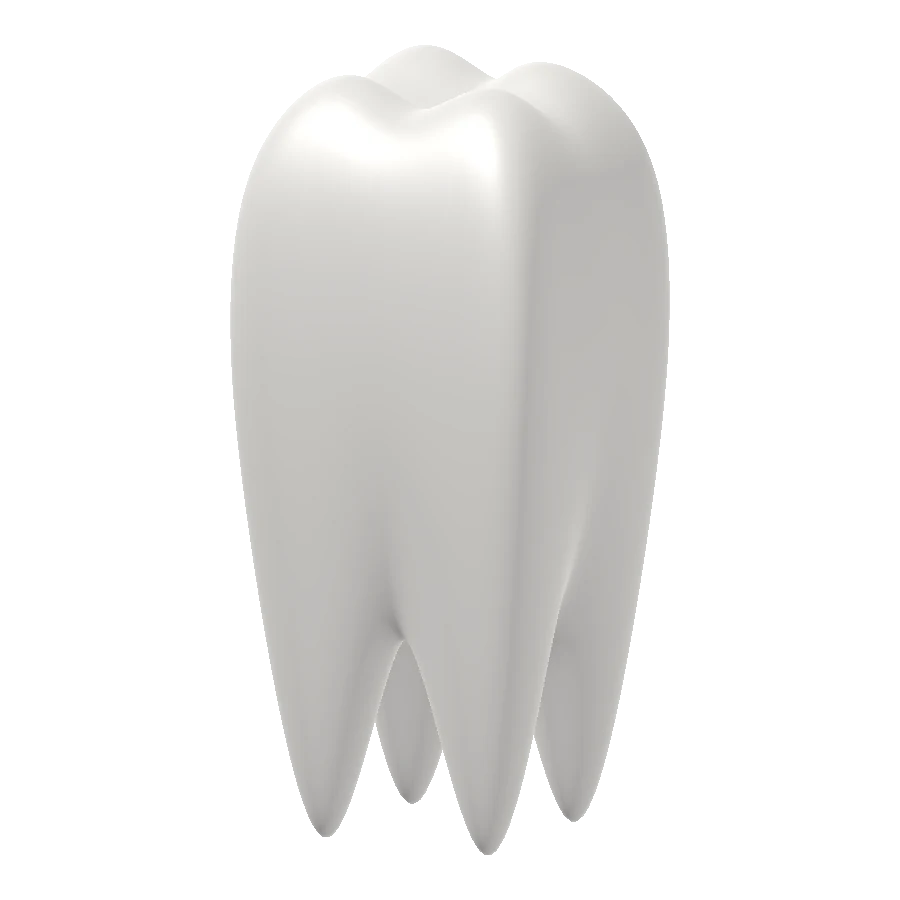Three-dimensional model of a human molar, showing the cusps of the crown and four roots